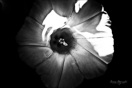 colorless