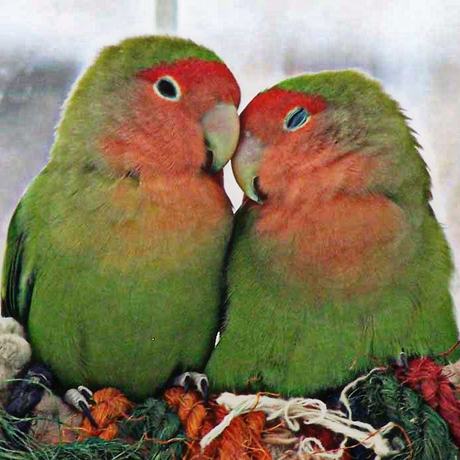 Birds