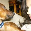 Brownie Mini Pinscher