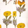 Ashish Ashish Shirt Dress in Marigold Print in Beige (cream) - Lyst