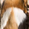 Kelly Wearstler Winston Genuine Fox Fur Jacket in Multicolor (brick) - Lyst