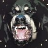 Givenchy Rottweiler Print Sweater in Black - Lyst