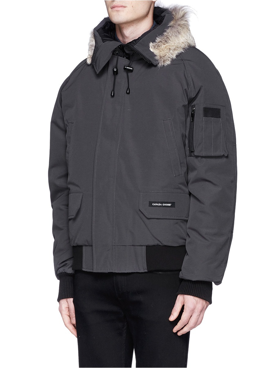 canada goose gray canada goose gray